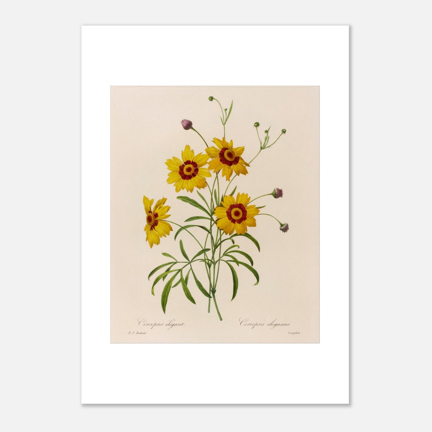 Planche botanique ancienne Coreopsis Élégant par Redouté (29,7x42 cm (A3)). Dessin botanique vintage de quatre fleurs de Chrysanthemum carinatum (Corcopsis élégant) par Pierre-Joseph Redouté, avec des pétales jaunes, un centre rouge et des feuilles vertes.