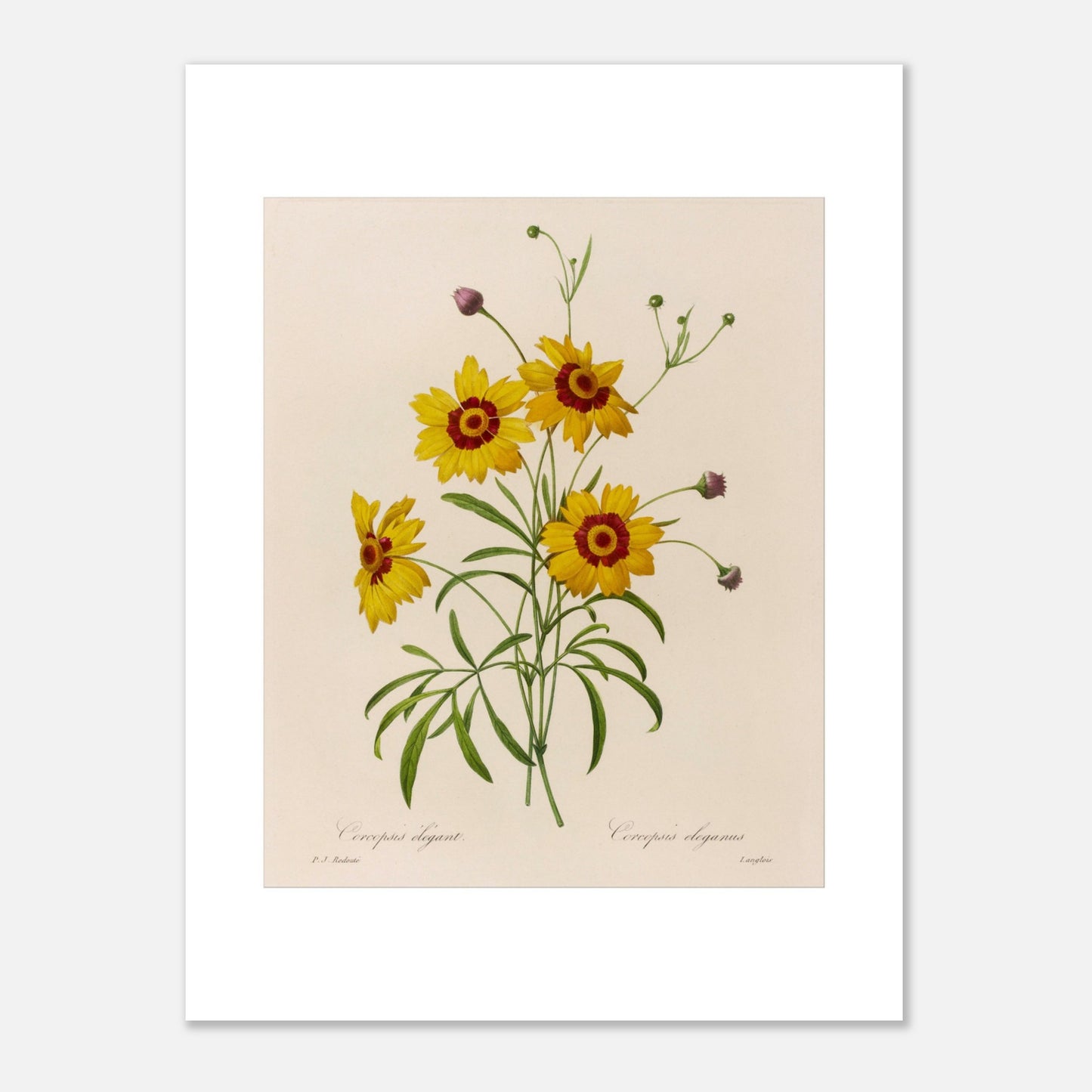 Planche botanique ancienne Coreopsis Élégant par Redouté (30x40 cm). Dessin botanique vintage de quatre fleurs de Chrysanthemum carinatum (Corcopsis élégant) par Pierre-Joseph Redouté, avec des pétales jaunes, un centre rouge et des feuilles vertes.