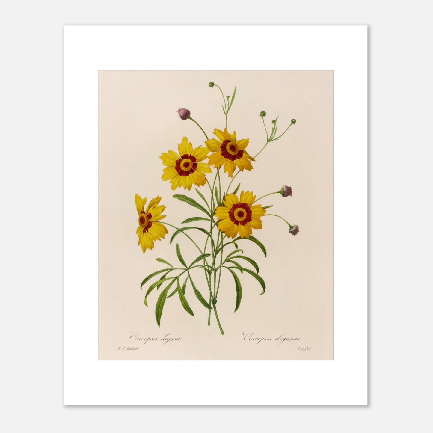Planche botanique ancienne Coreopsis Élégant par Redouté (40x50 cm). Dessin botanique vintage de quatre fleurs de Chrysanthemum carinatum (Corcopsis élégant) par Pierre-Joseph Redouté, avec des pétales jaunes, un centre rouge et des feuilles vertes.