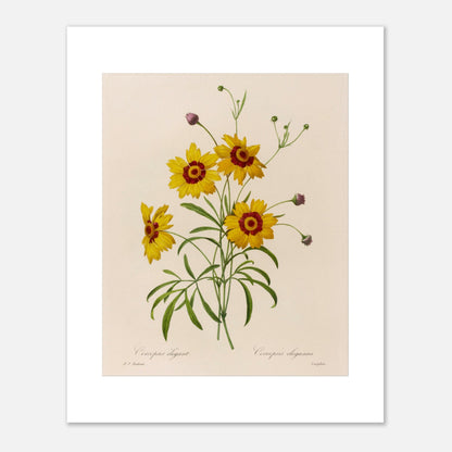 Planche botanique ancienne Coreopsis Élégant par Redouté (40x50 cm). Dessin botanique vintage de quatre fleurs de Chrysanthemum carinatum (Corcopsis élégant) par Pierre-Joseph Redouté, avec des pétales jaunes, un centre rouge et des feuilles vertes.