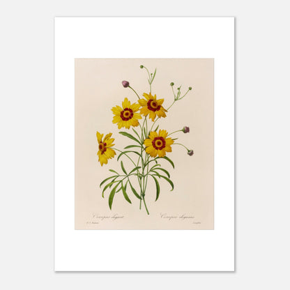 Planche botanique ancienne Coreopsis Élégant par Redouté (42x59,4 cm (A2)). Dessin botanique vintage de quatre fleurs de Chrysanthemum carinatum (Corcopsis élégant) par Pierre-Joseph Redouté, avec des pétales jaunes, un centre rouge et des feuilles vertes.