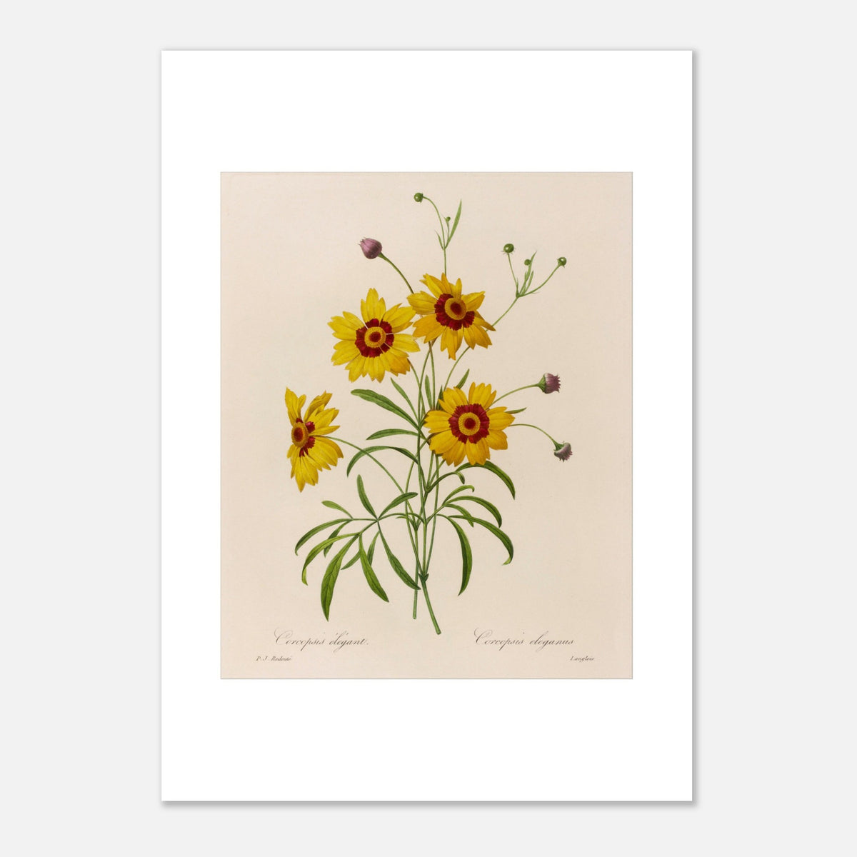 Antique Botanical Plate Elegant Coreopsis by Redouté (42x59,4 cm (A2) / 16.5x23.4″). Vintage botanical drawing of four Chrysanthemum carinatum flowers by Pierre-Joseph Redouté, featuring yellow petals, a red center, and green leaves.