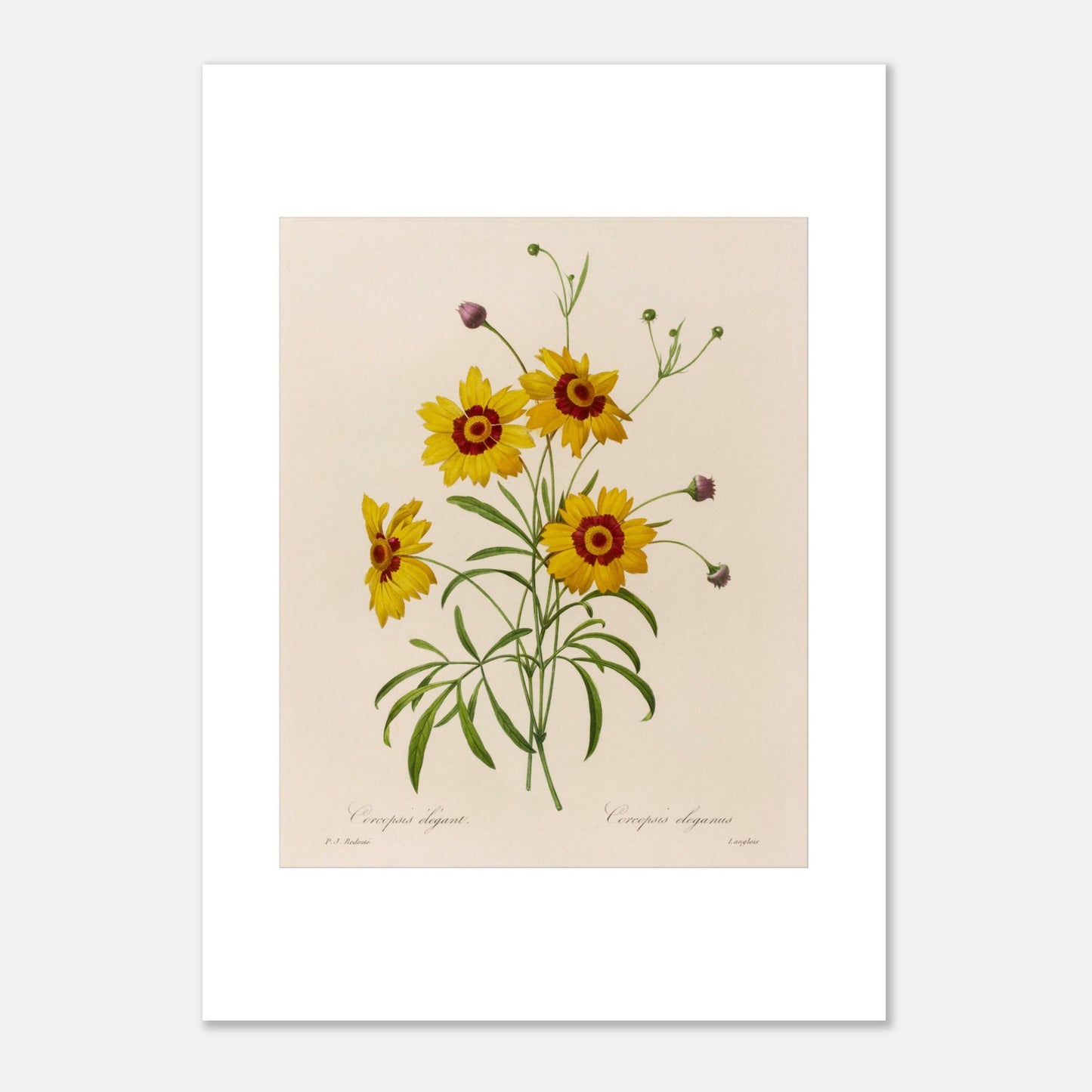 Planche botanique ancienne Coreopsis Élégant par Redouté (50x70 cm). Dessin botanique vintage de quatre fleurs de Chrysanthemum carinatum (Corcopsis élégant) par Pierre-Joseph Redouté, avec des pétales jaunes, un centre rouge et des feuilles vertes.