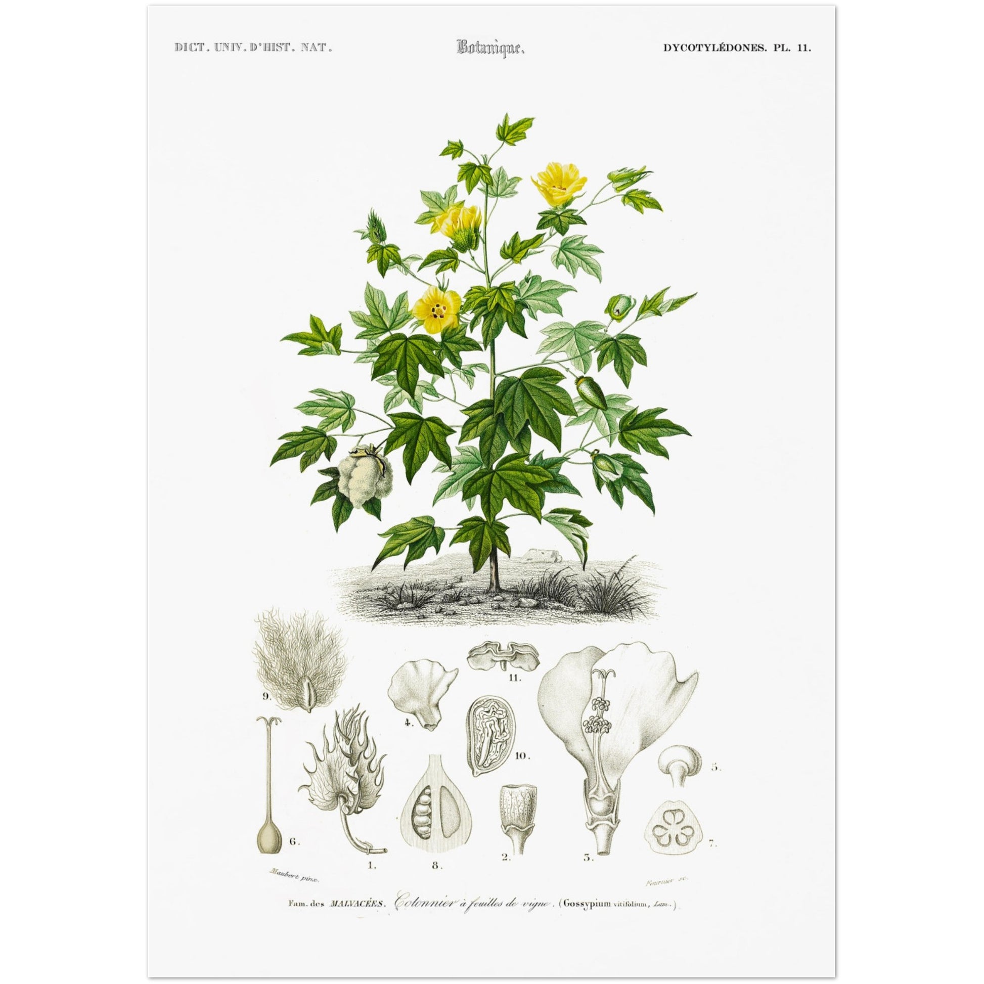 Planche botanique : Cotonnier à feuilles de vigne par d'Orbigny (29,7x42 cm (A3)). Illustration botanique ancienne montrant une branche de cotonnier à feuilles de vigne avec des fleurs jaunes et des capsules de coton, accompagnée de dessins détaillés de ses différentes parties.