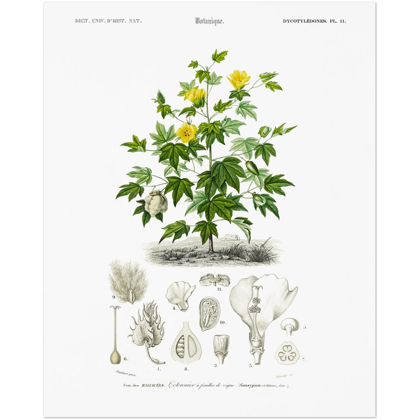 Planche botanique : Cotonnier à feuilles de vigne par d'Orbigny (40x50 cm). Illustration botanique ancienne montrant une branche de cotonnier à feuilles de vigne avec des fleurs jaunes et des capsules de coton, accompagnée de dessins détaillés de ses différentes parties.