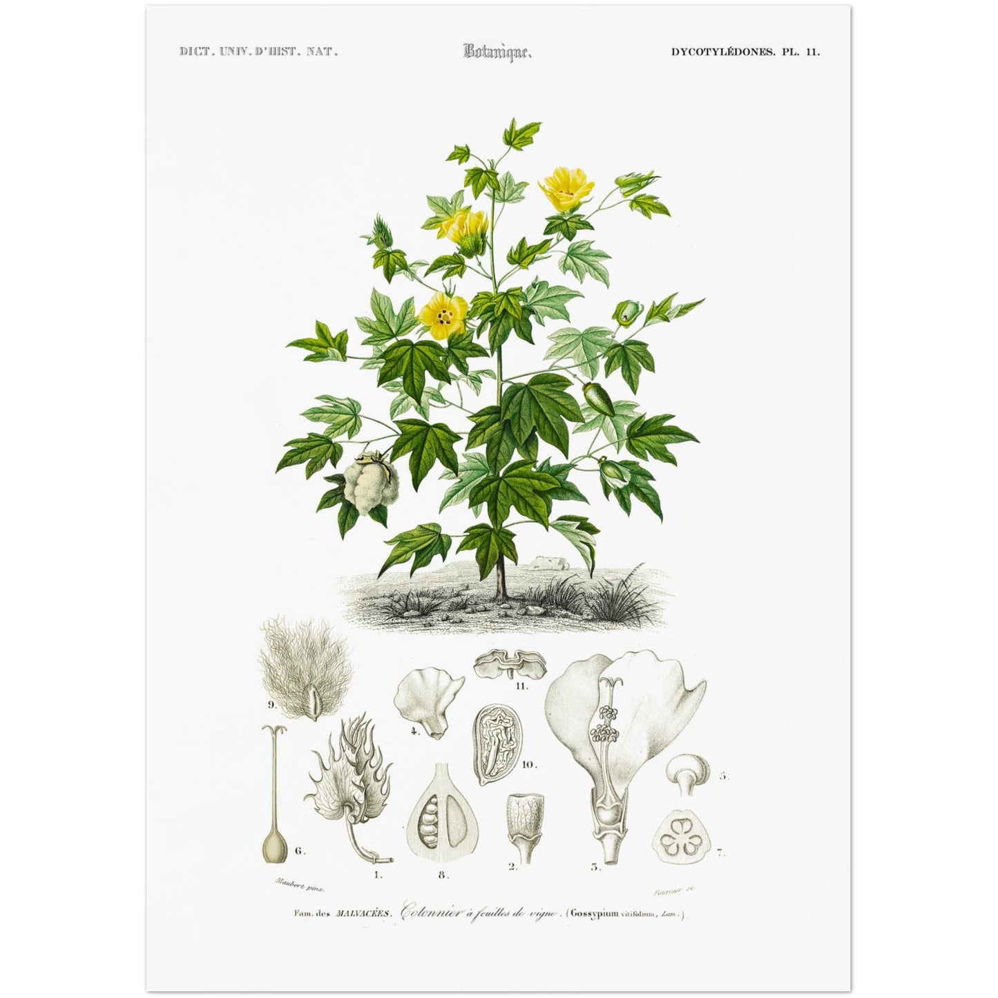 Planche botanique : Cotonnier à feuilles de vigne par d'Orbigny (50x70 cm). Illustration botanique ancienne montrant une branche de cotonnier à feuilles de vigne avec des fleurs jaunes et des capsules de coton, accompagnée de dessins détaillés de ses différentes parties.