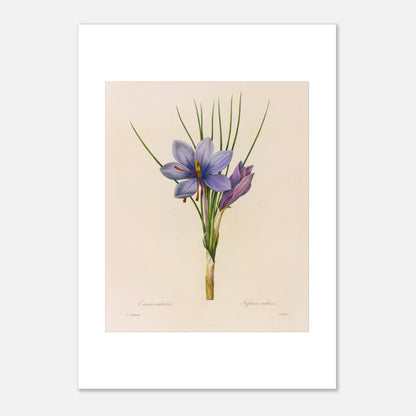 Planche botanique du Crocus Sativus (Safran), Pierre-Joseph Redouté (21x29,7 cm (A4)). Planche botanique de Pierre-Joseph Redouté représentant un crocus sativus de couleur violette avec des feuilles vertes.