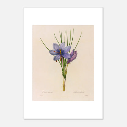 Planche botanique du Crocus Sativus (Safran), Pierre-Joseph Redouté (29,7x42 cm (A3)). Planche botanique de Pierre-Joseph Redouté représentant un crocus sativus de couleur violette avec des feuilles vertes.