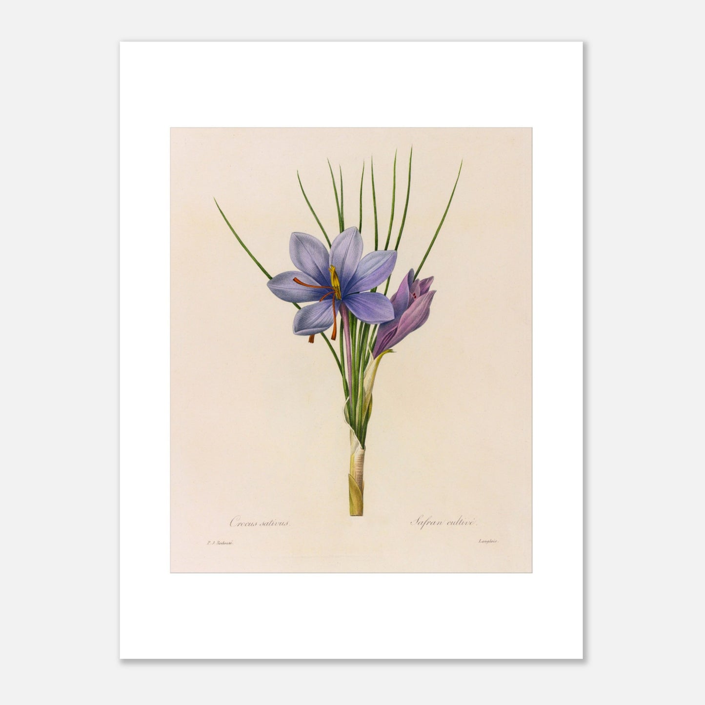 Planche botanique du Crocus Sativus (Safran), Pierre-Joseph Redouté (30x40 cm). Planche botanique de Pierre-Joseph Redouté représentant un crocus sativus de couleur violette avec des feuilles vertes.