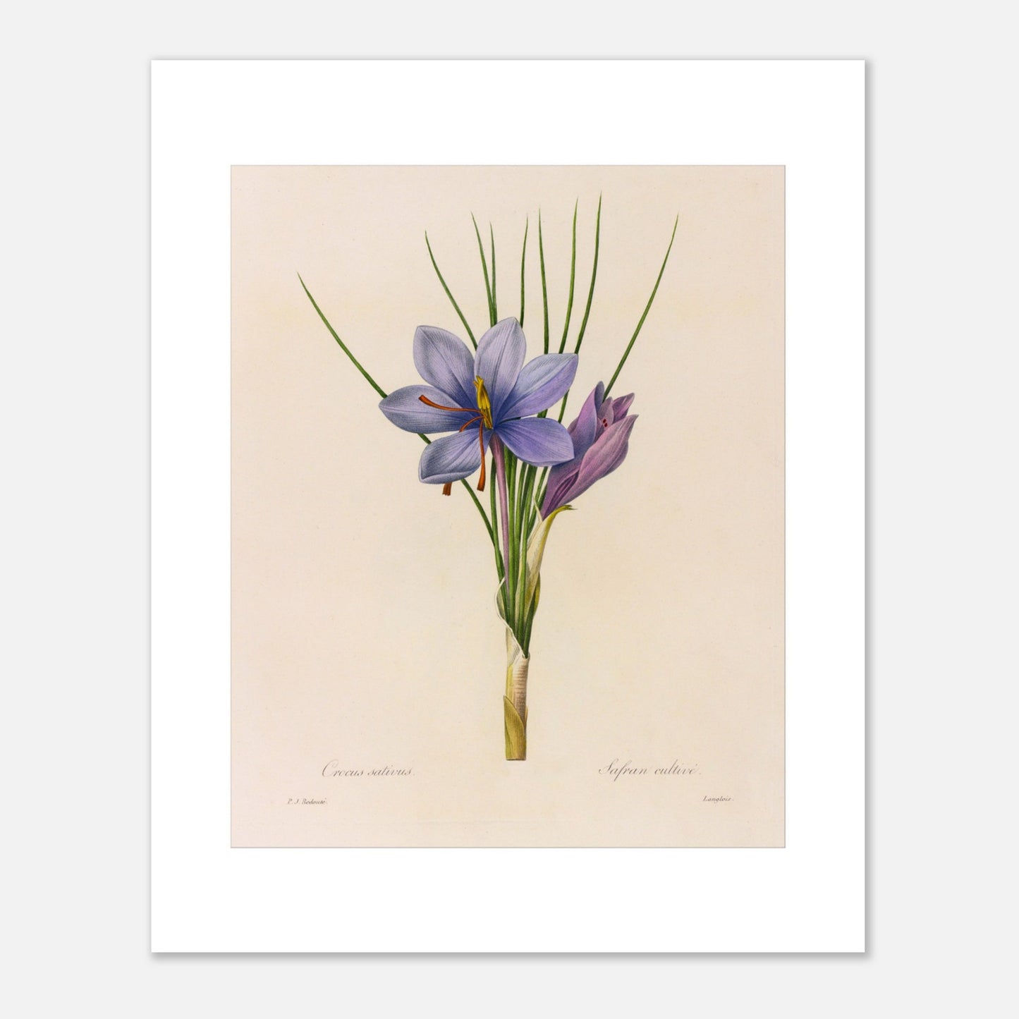 Planche botanique du Crocus Sativus (Safran), Pierre-Joseph Redouté (40x50 cm). Planche botanique de Pierre-Joseph Redouté représentant un crocus sativus de couleur violette avec des feuilles vertes.