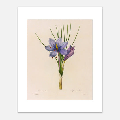 Planche botanique du Crocus Sativus (Safran), Pierre-Joseph Redouté (40x50 cm). Planche botanique de Pierre-Joseph Redouté représentant un crocus sativus de couleur violette avec des feuilles vertes.