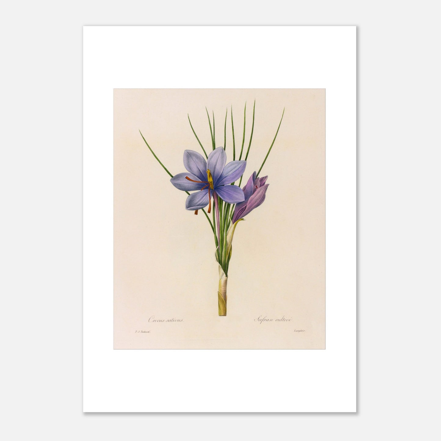 Planche botanique du Crocus Sativus (Safran), Pierre-Joseph Redouté (42x59,4 cm (A2)). Planche botanique de Pierre-Joseph Redouté représentant un crocus sativus de couleur violette avec des feuilles vertes.