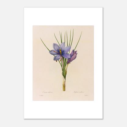 Planche botanique du Crocus Sativus (Safran), Pierre-Joseph Redouté (42x59,4 cm (A2)). Planche botanique de Pierre-Joseph Redouté représentant un crocus sativus de couleur violette avec des feuilles vertes.