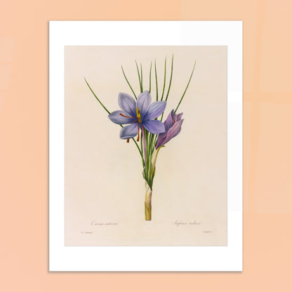 Planche botanique du Crocus Sativus (Safran), Pierre-Joseph Redouté. Planche botanique de Pierre-Joseph Redouté représentant un crocus sativus de couleur violette avec des feuilles vertes. Image d'illustration 6