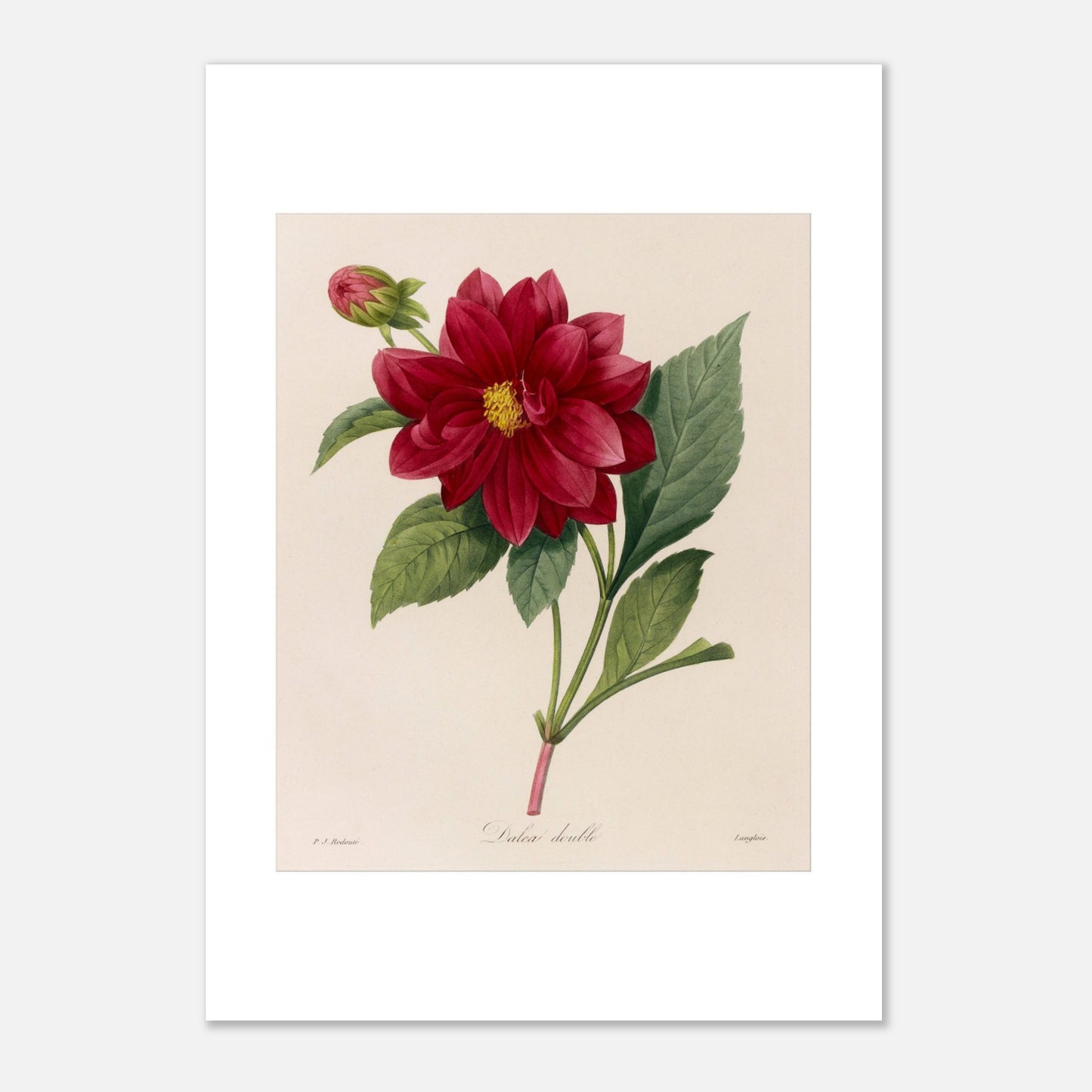 Planche botanique ancienne Dahlia Double par Pierre-Joseph Redouté (21x29,7 cm (A4)). Planche botanique de Pierre-Joseph Redouté représentant une fleur de Dahlia rouge avec un bouton floral et des feuilles vertes, sur fond crème.