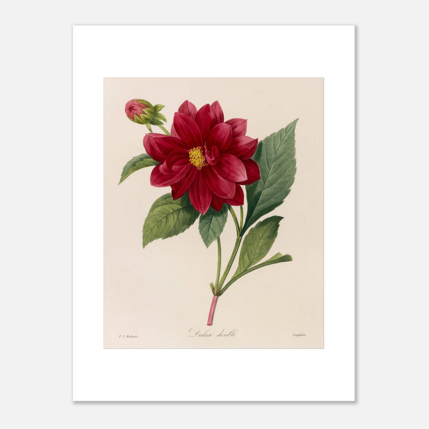 Planche botanique ancienne Dahlia Double par Pierre-Joseph Redouté (30x40 cm). Planche botanique de Pierre-Joseph Redouté représentant une fleur de Dahlia rouge avec un bouton floral et des feuilles vertes, sur fond crème.