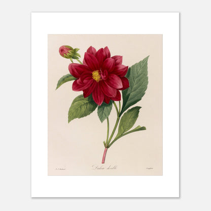 Planche botanique ancienne Dahlia Double par Pierre-Joseph Redouté (40x50 cm). Planche botanique de Pierre-Joseph Redouté représentant une fleur de Dahlia rouge avec un bouton floral et des feuilles vertes, sur fond crème.