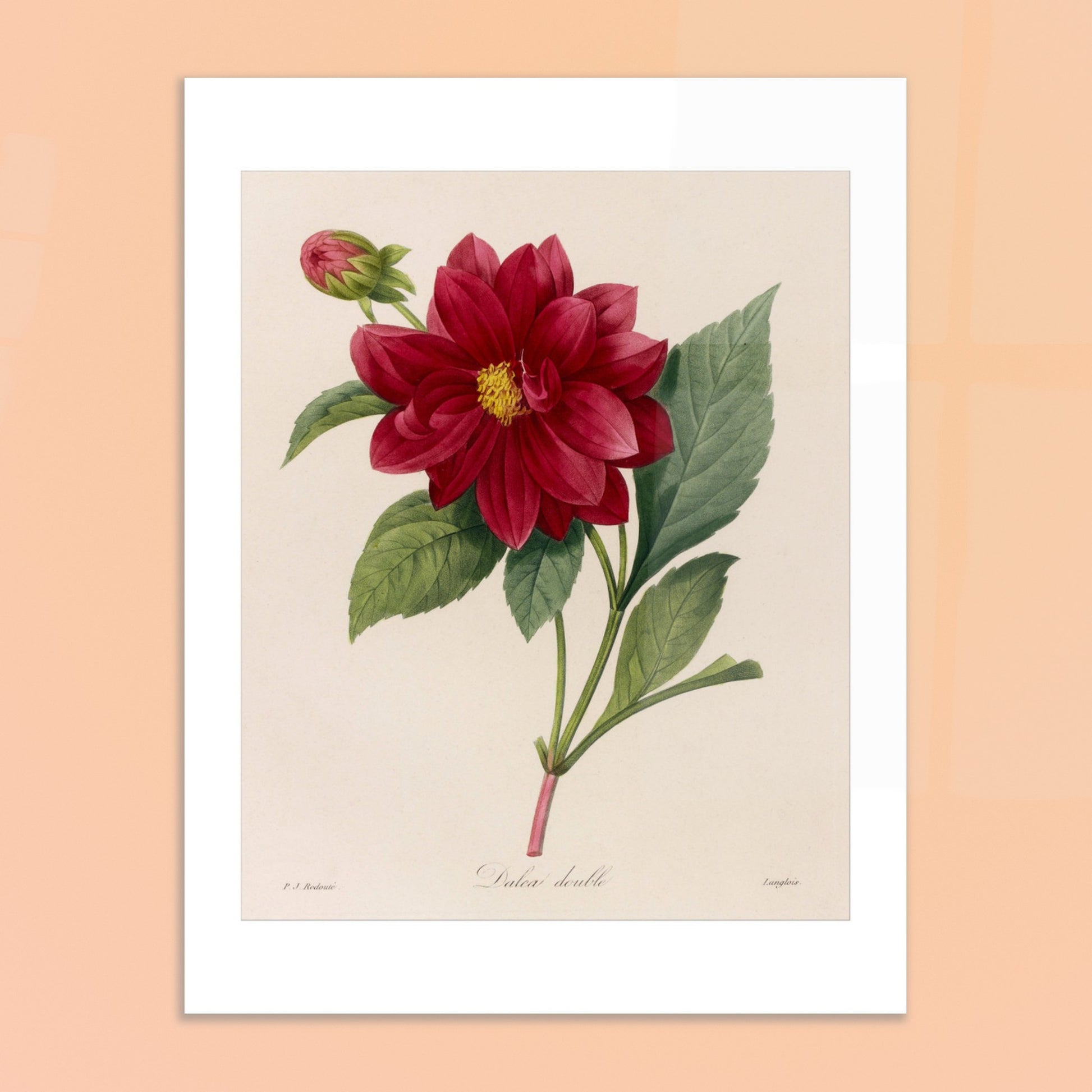 Planche botanique ancienne Dahlia Double par Pierre-Joseph Redouté. Planche botanique de Pierre-Joseph Redouté représentant une fleur de Dahlia rouge avec un bouton floral et des feuilles vertes, sur fond crème. Image d'illustration 6