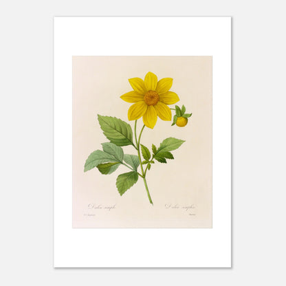Planche botanique ancienne Dahlia Simple par Pierre-Joseph Redouté (21x29,7 cm (A4)). Planche botanique de la fleur de Dalea Simple par Pierre-Joseph Redouté.