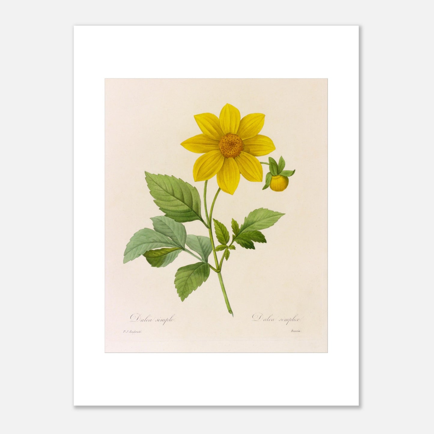 Planche botanique ancienne Dahlia Simple par Pierre-Joseph Redouté (30x40 cm). Planche botanique de la fleur de Dalea Simple par Pierre-Joseph Redouté.