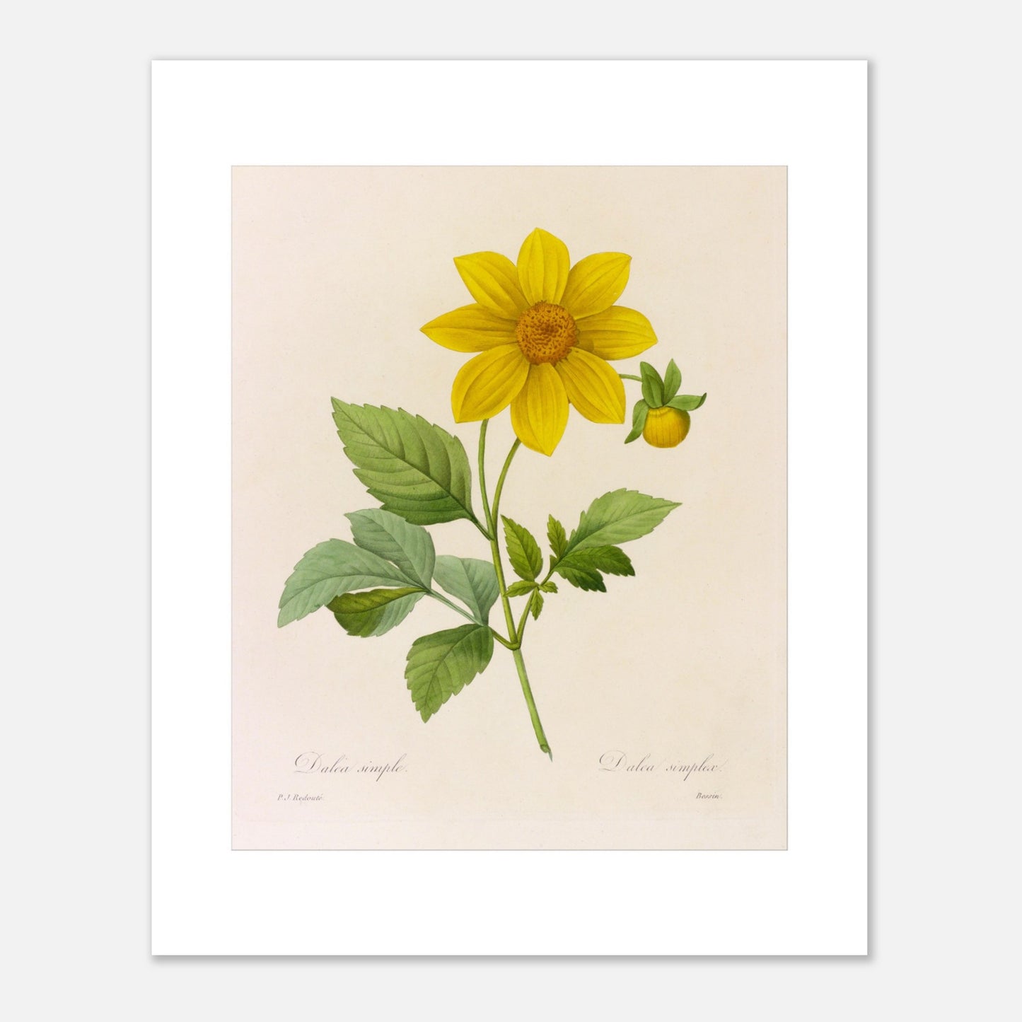 Planche botanique ancienne Dahlia Simple par Pierre-Joseph Redouté (40x50 cm). Planche botanique de la fleur de Dalea Simple par Pierre-Joseph Redouté.