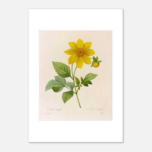 Planche botanique ancienne Dahlia Simple par Pierre-Joseph Redouté (42x59,4 cm (A2)). Planche botanique de la fleur de Dalea Simple par Pierre-Joseph Redouté.