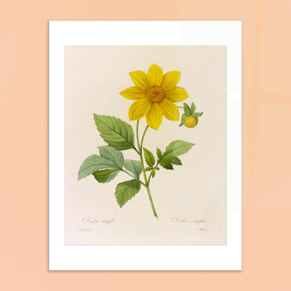 Planche botanique ancienne Dahlia Simple par Pierre-Joseph Redouté. Planche botanique de la fleur de Dalea Simple par Pierre-Joseph Redouté. Image d'illustration 6