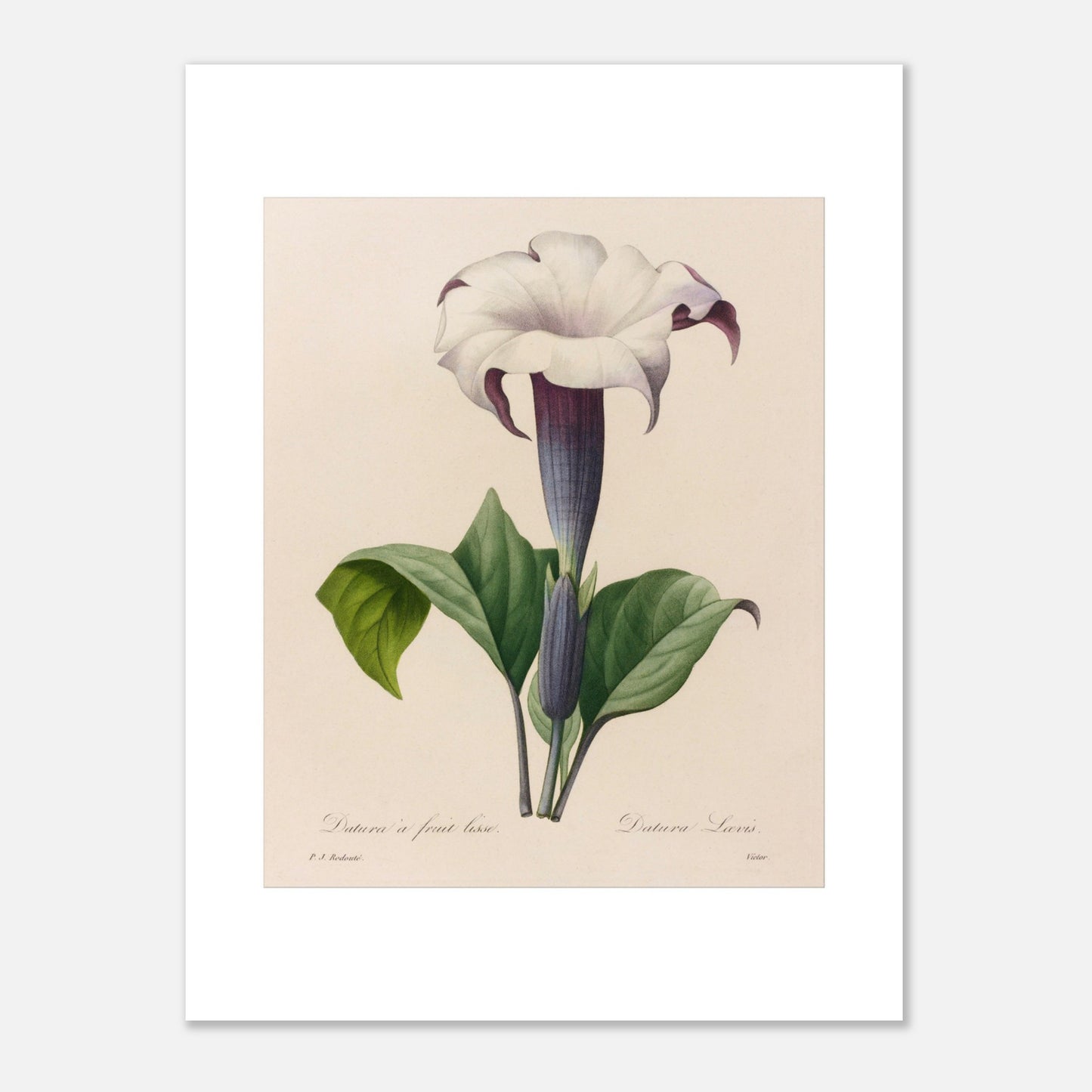 Planche botanique Datura à Fruit Lisse par Pierre-Joseph Redouté (30x40 cm). Planche botanique ancienne de Pierre-Joseph Redouté représentant une fleur de datura blanche à gorge violette avec des feuilles vertes.