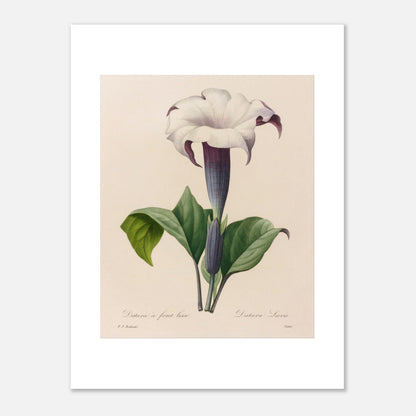 Planche botanique Datura à Fruit Lisse par Pierre-Joseph Redouté (30x40 cm). Planche botanique ancienne de Pierre-Joseph Redouté représentant une fleur de datura blanche à gorge violette avec des feuilles vertes.