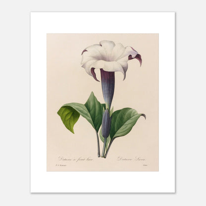 Planche botanique Datura à Fruit Lisse par Pierre-Joseph Redouté (40x50 cm). Planche botanique ancienne de Pierre-Joseph Redouté représentant une fleur de datura blanche à gorge violette avec des feuilles vertes.