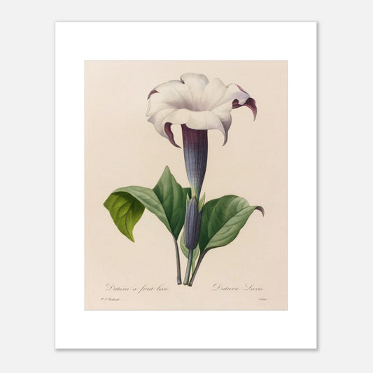 Planche botanique Datura à Fruit Lisse par Pierre-Joseph Redouté (40x50 cm). Planche botanique ancienne de Pierre-Joseph Redouté représentant une fleur de datura blanche à gorge violette avec des feuilles vertes.