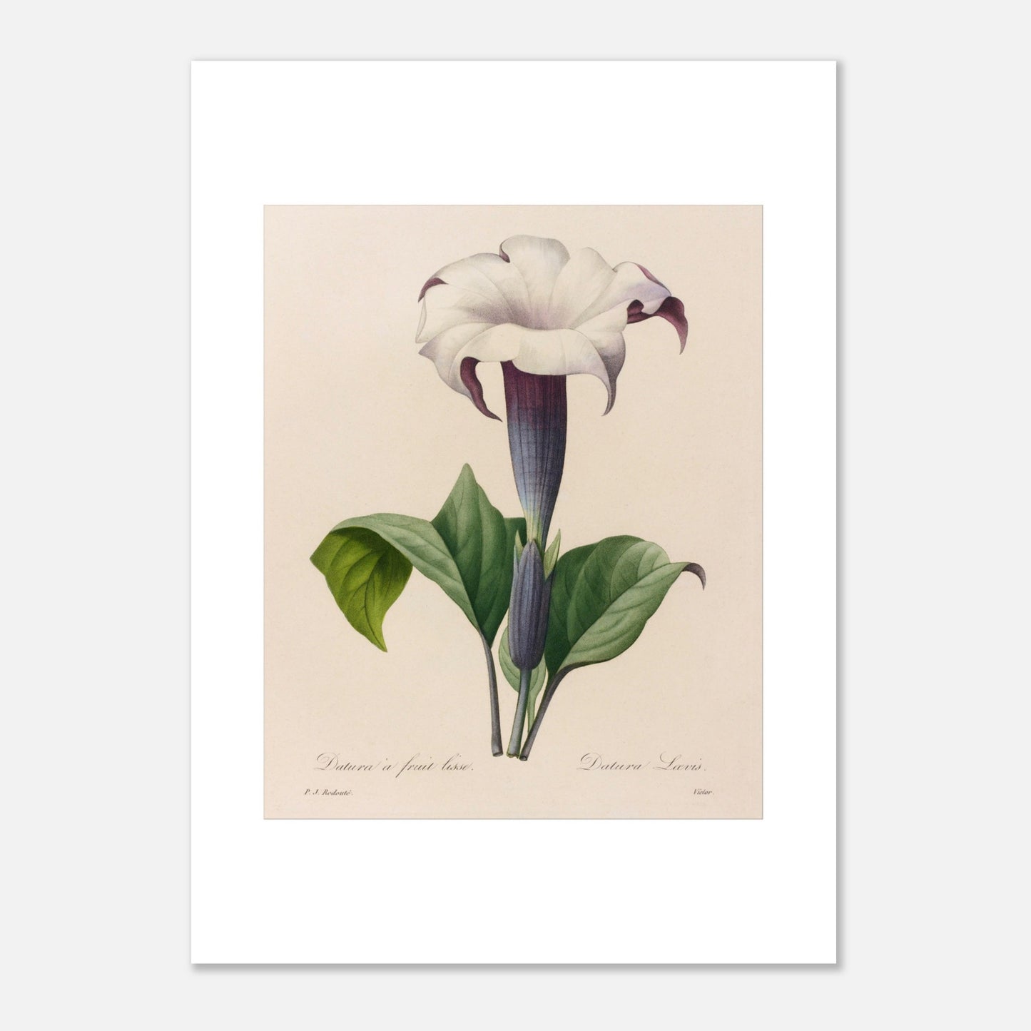 Planche botanique Datura à Fruit Lisse par Pierre-Joseph Redouté (50x70 cm). Planche botanique ancienne de Pierre-Joseph Redouté représentant une fleur de datura blanche à gorge violette avec des feuilles vertes.
