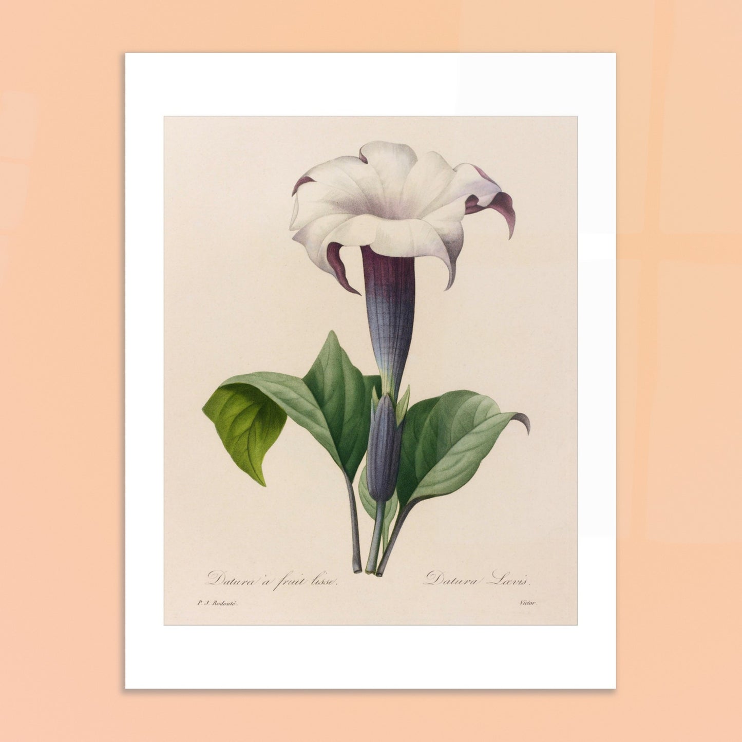 Planche botanique Datura à Fruit Lisse par Pierre-Joseph Redouté. Planche botanique ancienne de Pierre-Joseph Redouté représentant une fleur de datura blanche à gorge violette avec des feuilles vertes. Image d'illustration 6