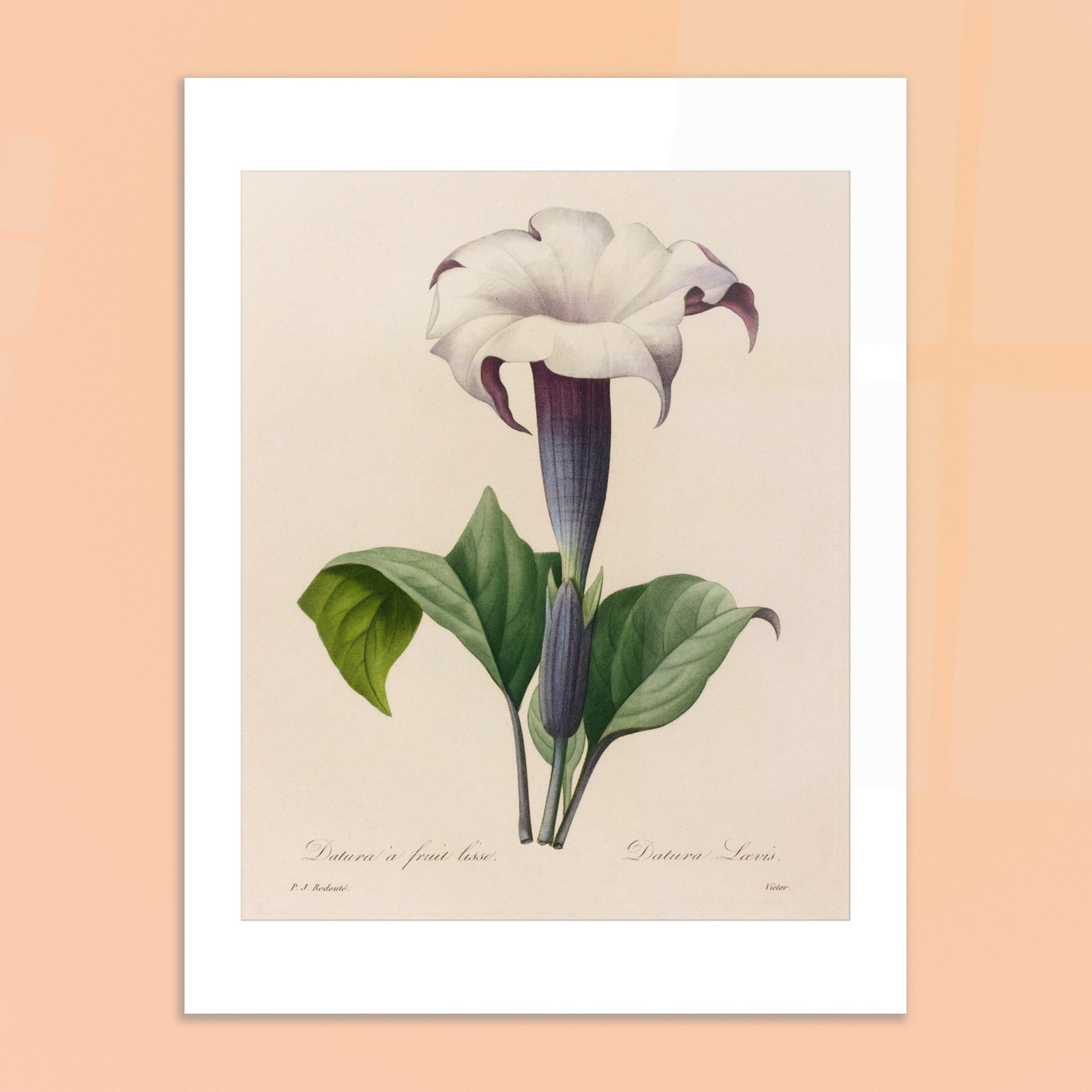 Planche botanique Datura à Fruit Lisse par Pierre-Joseph Redouté. Planche botanique ancienne de Pierre-Joseph Redouté représentant une fleur de datura blanche à gorge violette avec des feuilles vertes. Image d'illustration 6