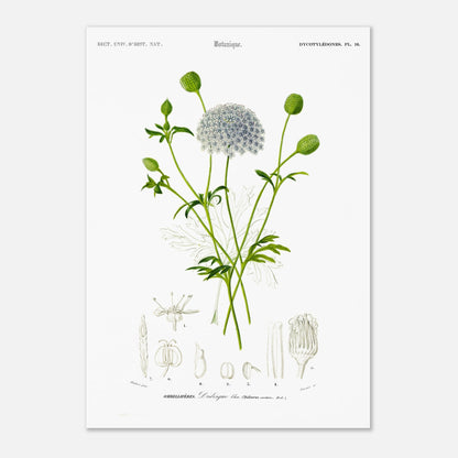 Planche botanique ancienne : Didisque bleu par d'Orbigny (29,7x42 cm (A3)). Planche botanique de Charles d'Orbigny montrant le Didisque bleu avec son inflorescence sphérique, ses feuilles et ses structures florales détaillées.