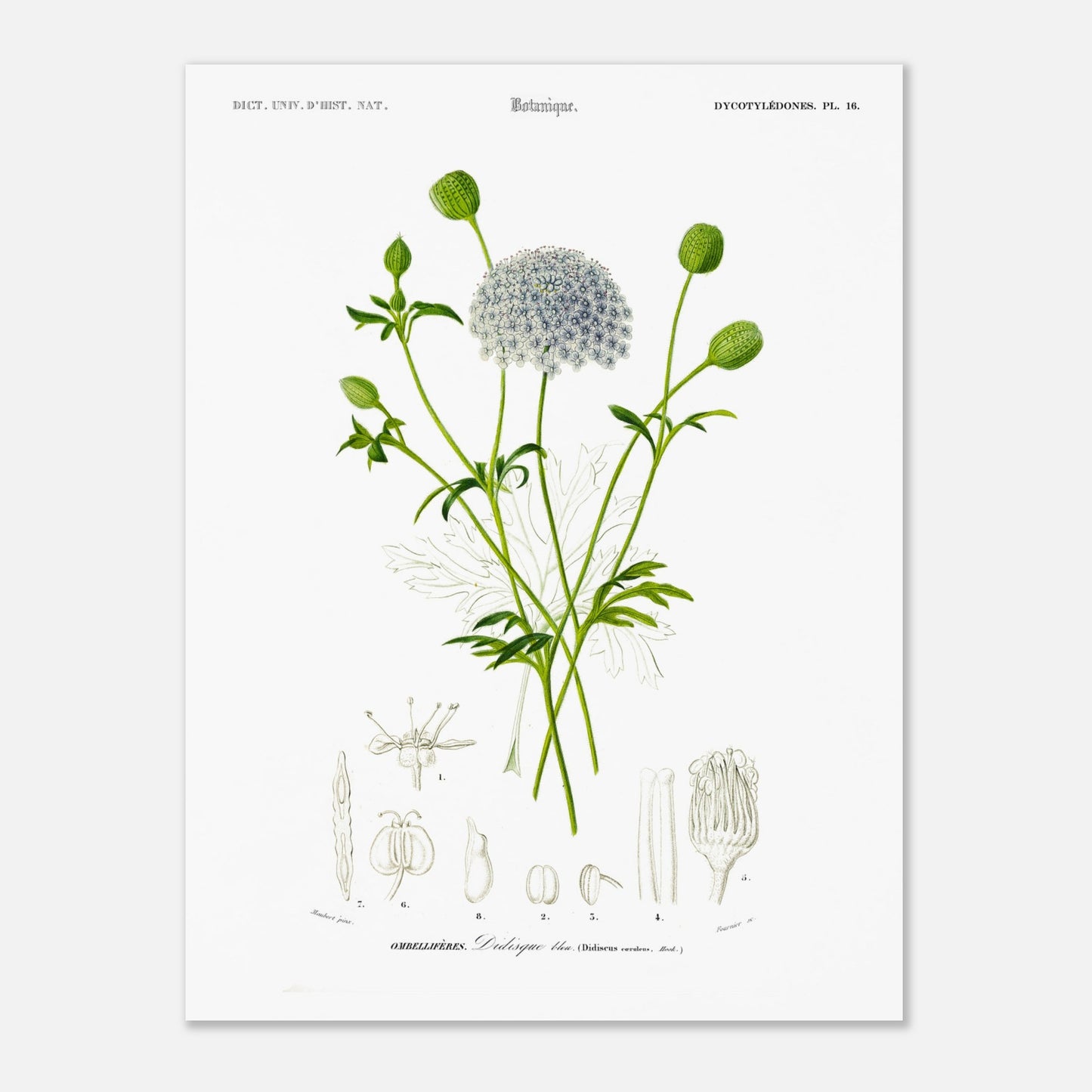 Planche botanique ancienne : Didisque bleu par d'Orbigny (30x40 cm). Planche botanique de Charles d'Orbigny montrant le Didisque bleu avec son inflorescence sphérique, ses feuilles et ses structures florales détaillées.
