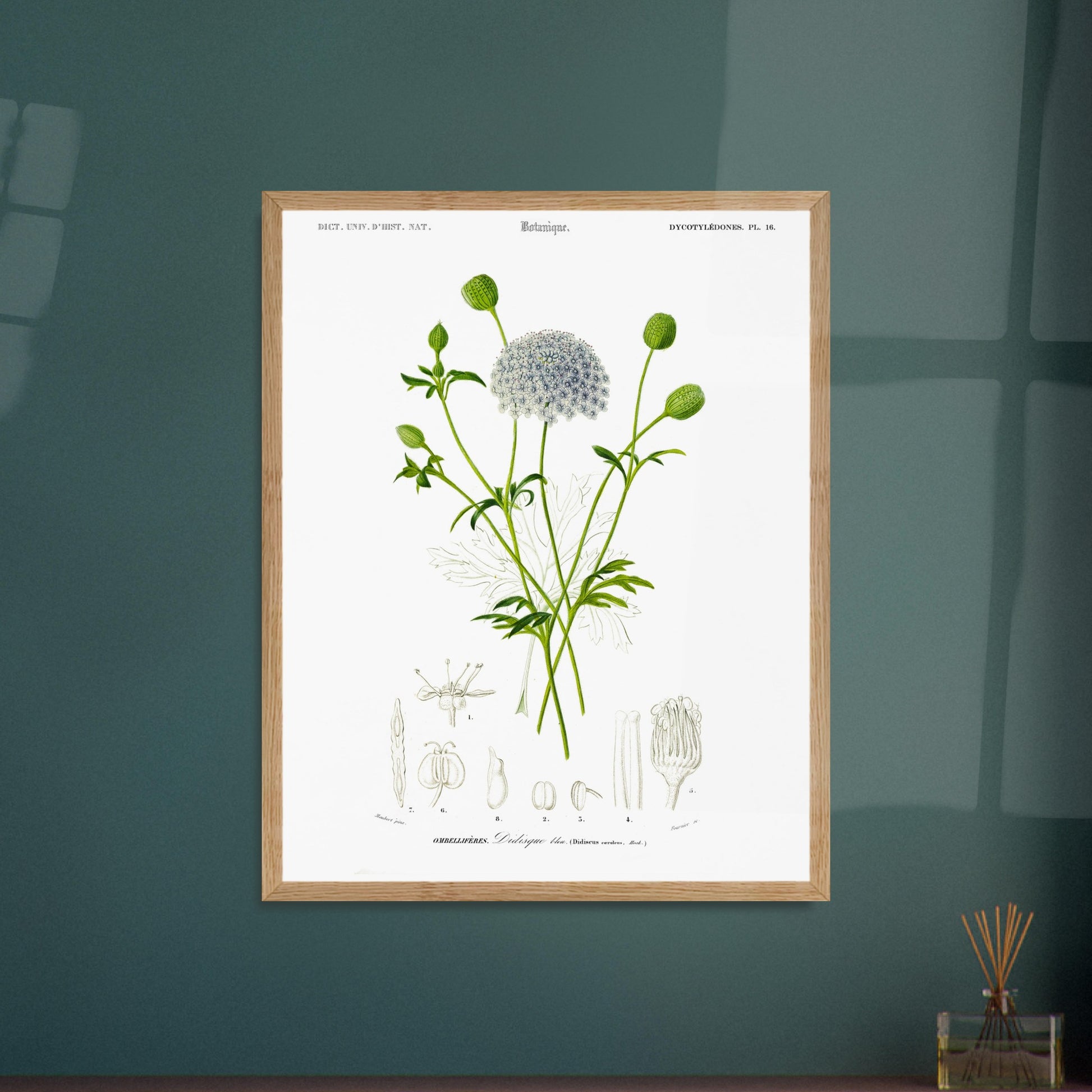 Planche botanique ancienne : Didisque bleu par d'Orbigny. Planche botanique de Charles d'Orbigny montrant le Didisque bleu avec son inflorescence sphérique, ses feuilles et ses structures florales détaillées. Image d'illustration 5