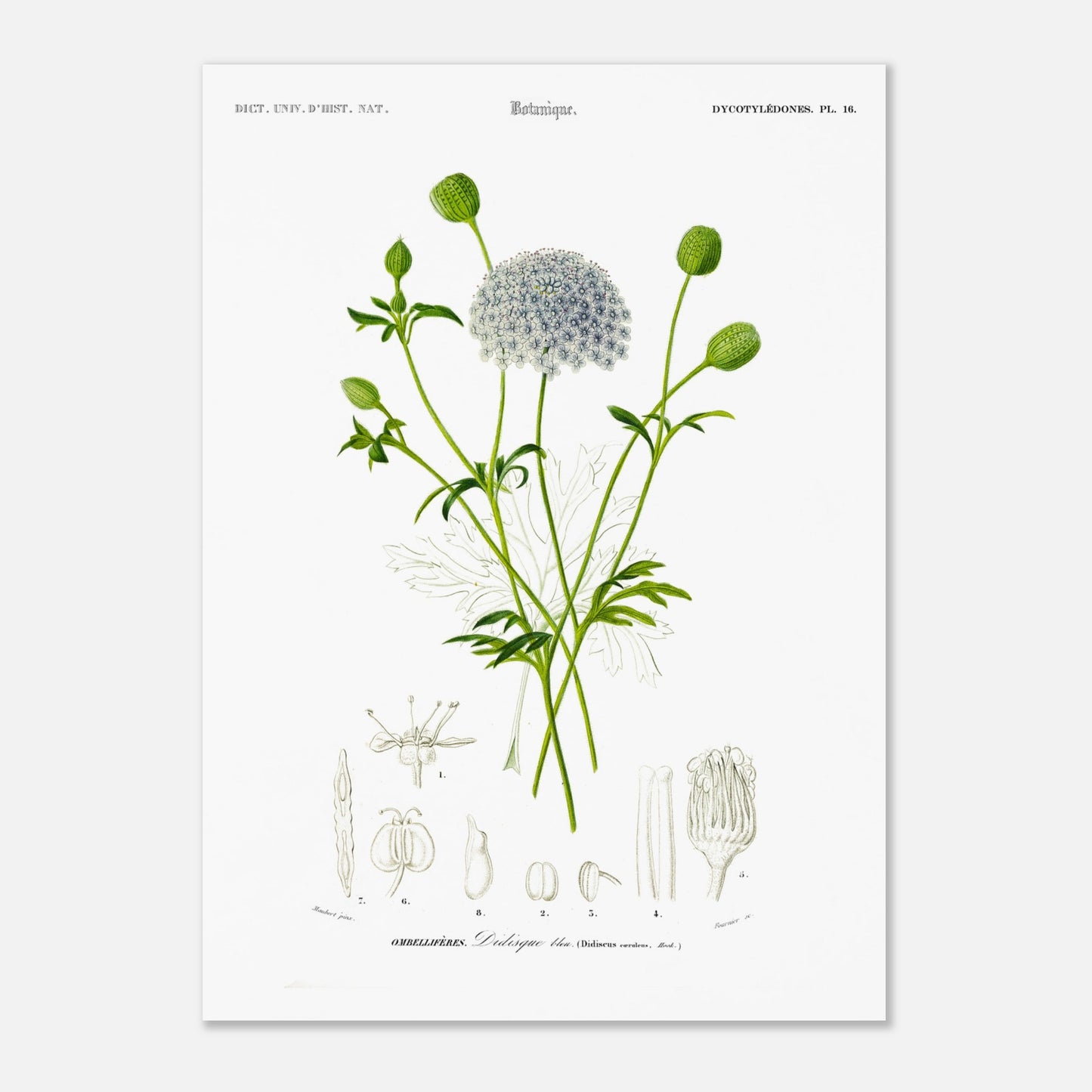 Planche botanique ancienne : Didisque bleu par d'Orbigny (50x70 cm). Planche botanique de Charles d'Orbigny montrant le Didisque bleu avec son inflorescence sphérique, ses feuilles et ses structures florales détaillées.