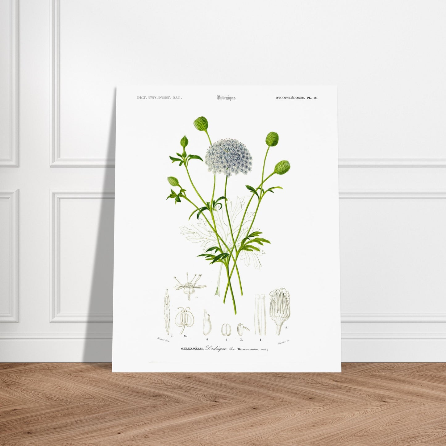 Planche botanique ancienne : Didisque bleu par d'Orbigny. Planche botanique de Charles d'Orbigny montrant le Didisque bleu avec son inflorescence sphérique, ses feuilles et ses structures florales détaillées. Image d'illustration 6