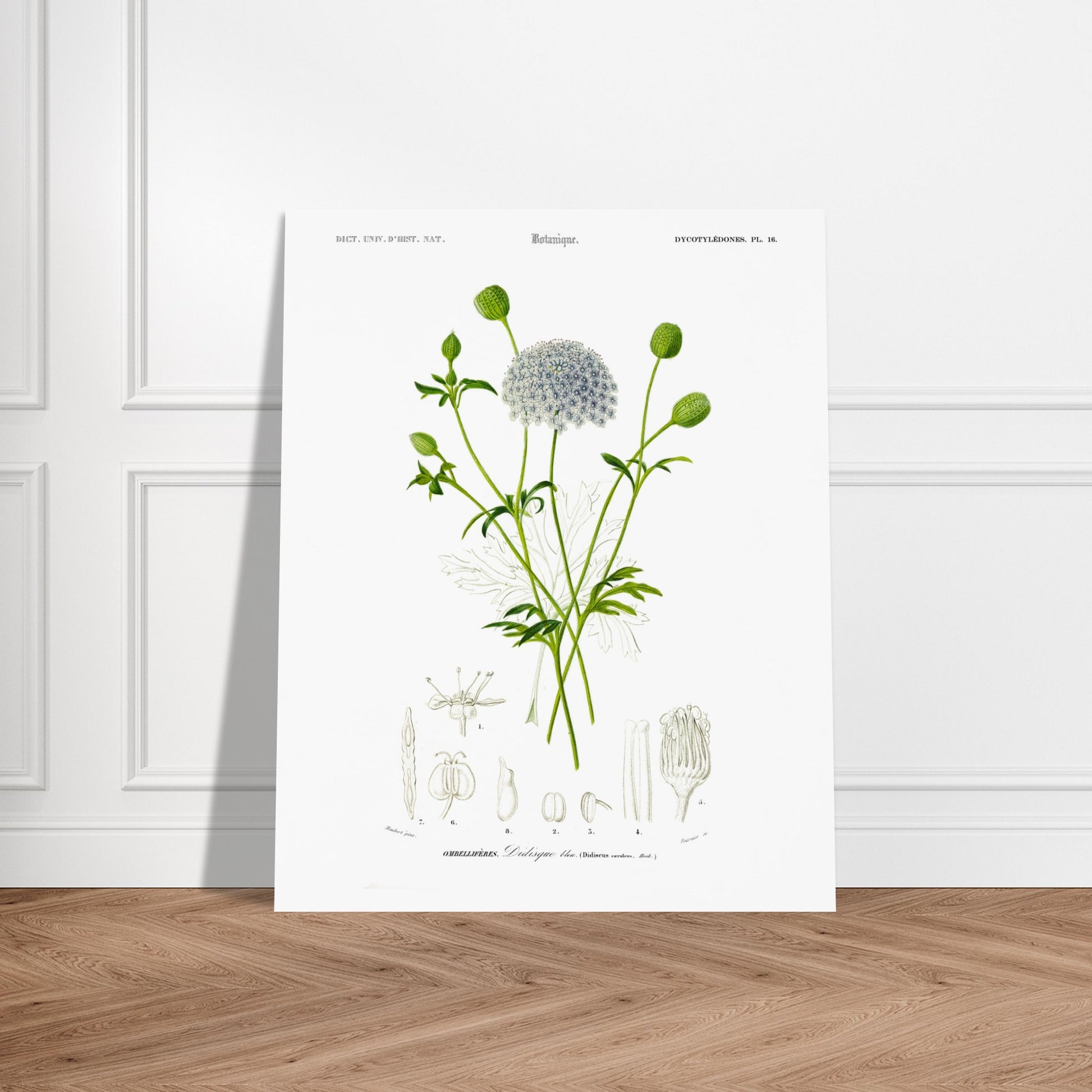 Planche botanique ancienne : Didisque bleu par d'Orbigny. Planche botanique de Charles d'Orbigny montrant le Didisque bleu avec son inflorescence sphérique, ses feuilles et ses structures florales détaillées. Image d'illustration 6