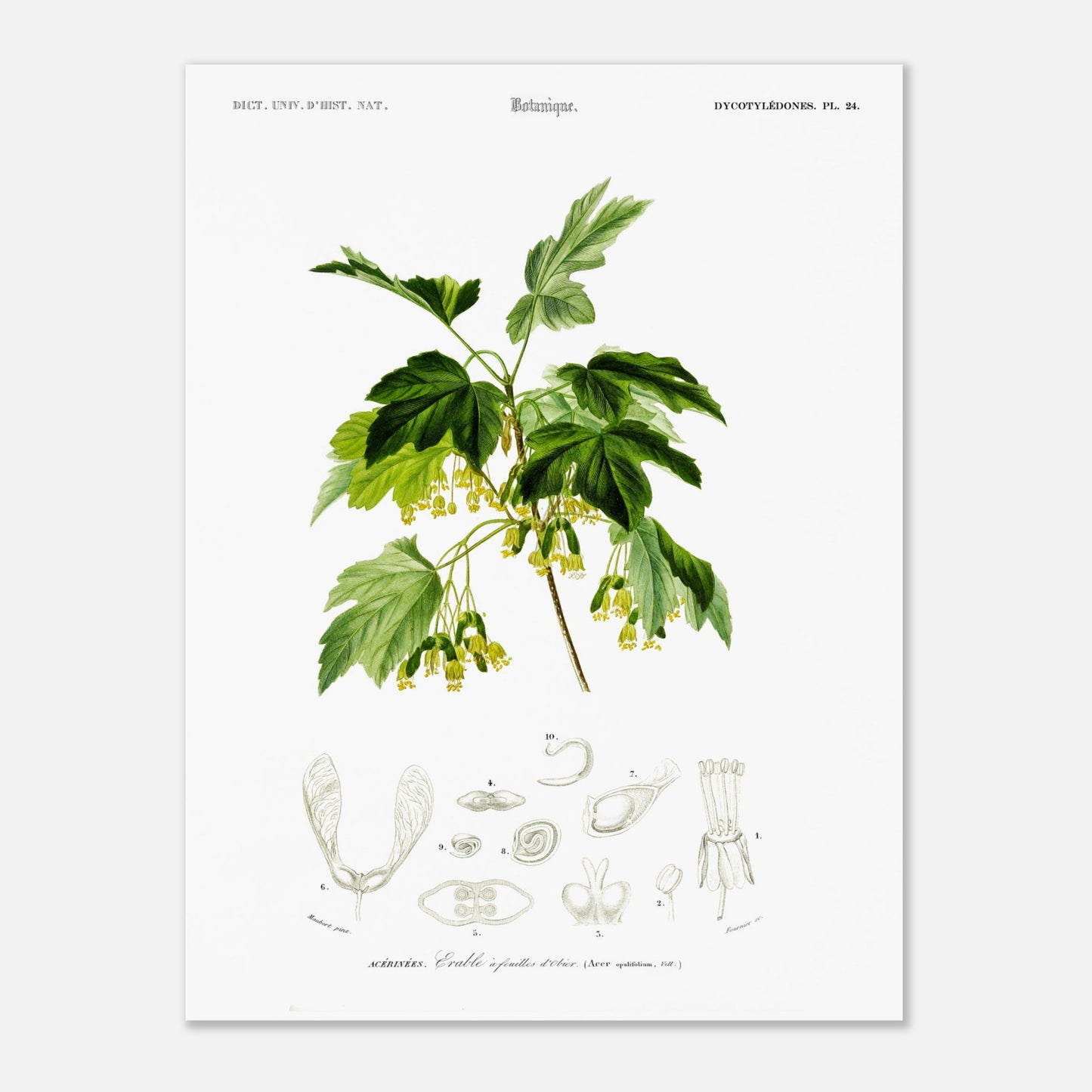 Planche botanique ancienne : Érable à feuilles d’obier par d'Orbigny (30x40 cm). Planche botanique de Charles d'Orbigny représentant une branche d'Érable à feuilles d’obier avec ses feuilles, fleurs jaunes et samares, accompagnée de détails anatomiques.
