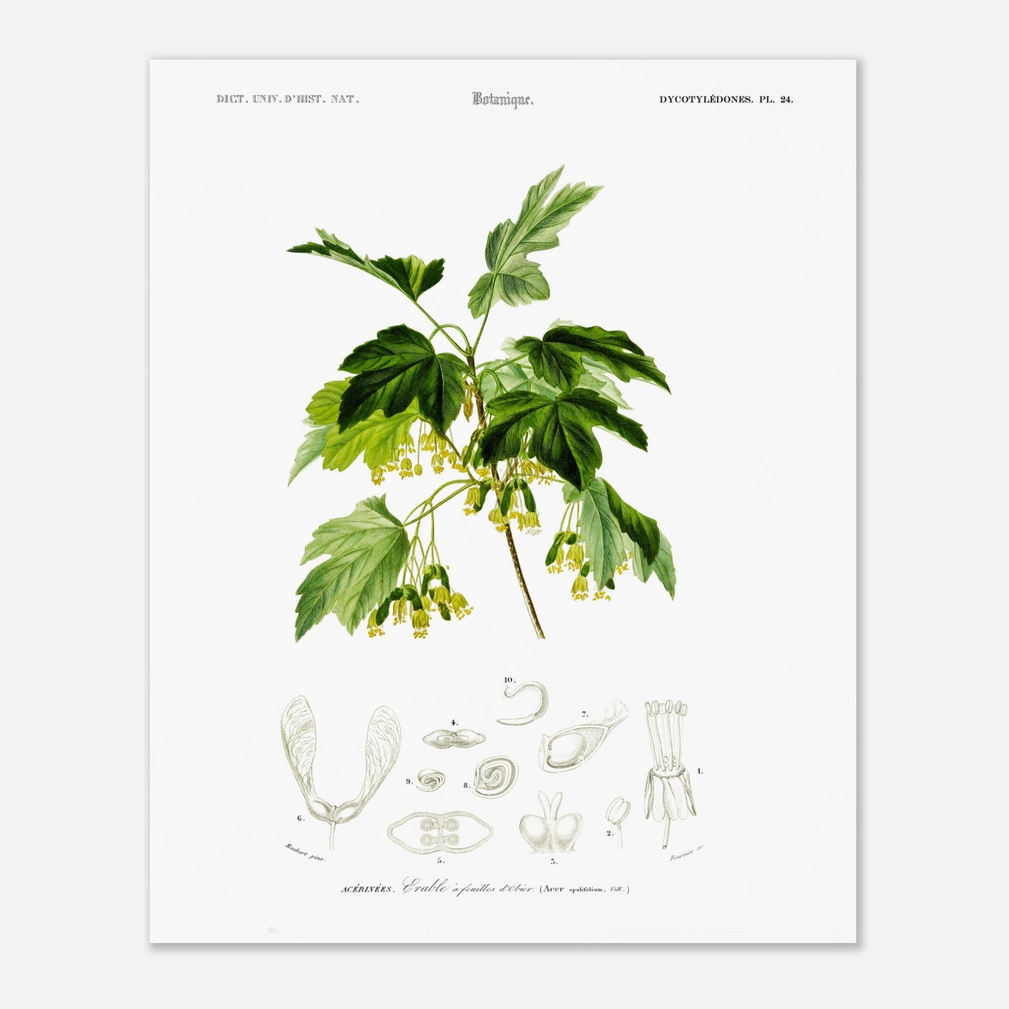 Planche botanique ancienne : Érable à feuilles d’obier par d'Orbigny (40x50 cm). Planche botanique de Charles d'Orbigny représentant une branche d'Érable à feuilles d’obier avec ses feuilles, fleurs jaunes et samares, accompagnée de détails anatomiques.