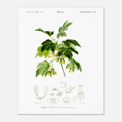 Planche botanique ancienne : Érable à feuilles d’obier par d'Orbigny (40x50 cm). Planche botanique de Charles d'Orbigny représentant une branche d'Érable à feuilles d’obier avec ses feuilles, fleurs jaunes et samares, accompagnée de détails anatomiques.