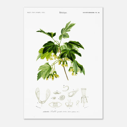 Planche botanique ancienne : Érable à feuilles d’obier par d'Orbigny (42x59,4 cm (A2)). Planche botanique de Charles d'Orbigny représentant une branche d'Érable à feuilles d’obier avec ses feuilles, fleurs jaunes et samares, accompagnée de détails anatomiques.