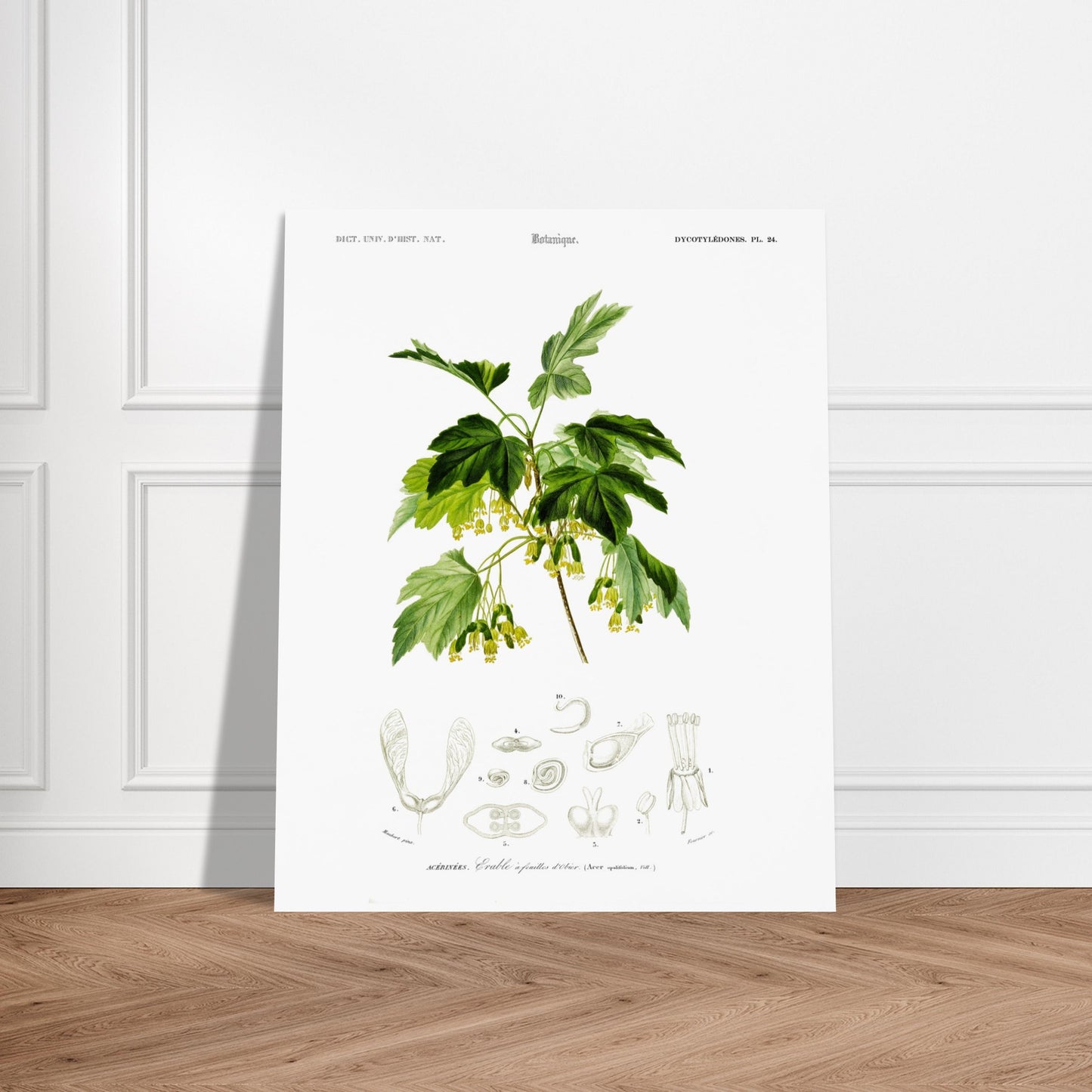 Planche botanique ancienne : Érable à feuilles d’obier par d'Orbigny. Planche botanique de Charles d'Orbigny représentant une branche d'Érable à feuilles d’obier avec ses feuilles, fleurs jaunes et samares, accompagnée de détails anatomiques. Image d'illustration 5