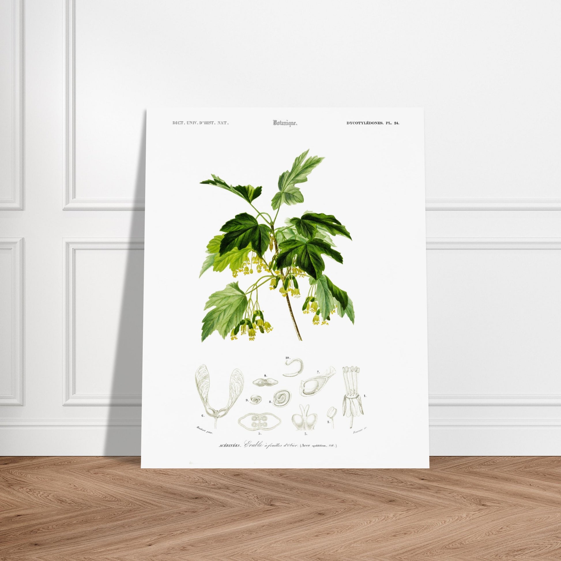Planche botanique ancienne : Érable à feuilles d’obier par d'Orbigny. Planche botanique de Charles d'Orbigny représentant une branche d'Érable à feuilles d’obier avec ses feuilles, fleurs jaunes et samares, accompagnée de détails anatomiques. Image d'illustration 5