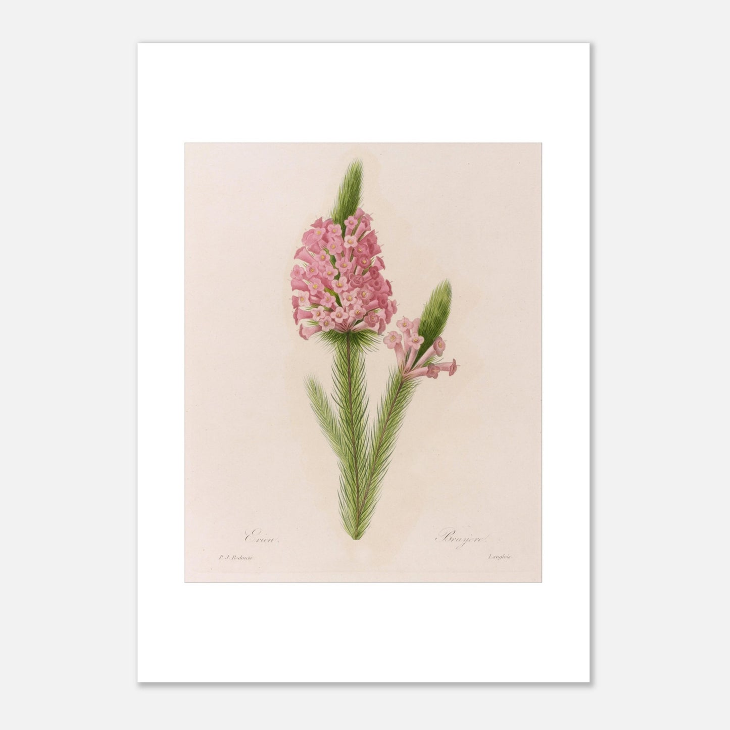 Planche botanique ancienne Erica par Pierre-Joseph Redouté (21x29,7 cm (A4)). Planche botanique de la fleur d'Erica par Pierre-Joseph Redouté.