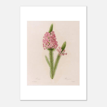 Planche botanique ancienne Erica par Pierre-Joseph Redouté (21x29,7 cm (A4)). Planche botanique de la fleur d'Erica par Pierre-Joseph Redouté.