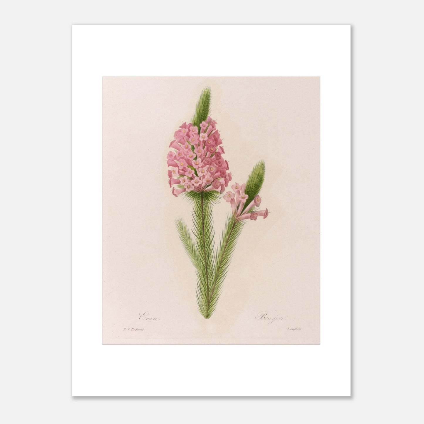 Planche botanique ancienne Erica par Pierre-Joseph Redouté (30x40 cm). Planche botanique de la fleur d'Erica par Pierre-Joseph Redouté.