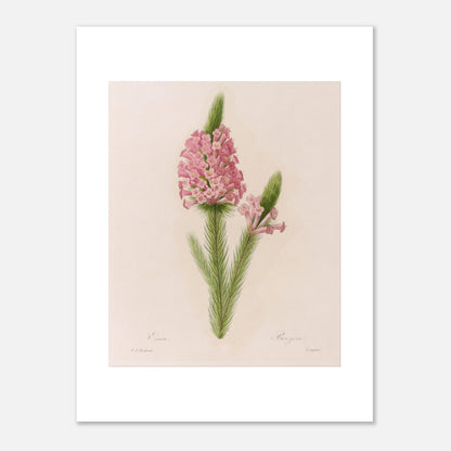 Planche botanique ancienne Erica par Pierre-Joseph Redouté (30x40 cm). Planche botanique de la fleur d'Erica par Pierre-Joseph Redouté.